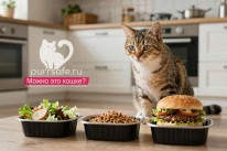 PurrSafe: новый онлайн-сервис помогает владельцам кошек быстро проверить, опасен ли привычный продукт или предмет для питомца